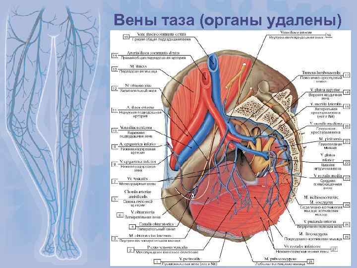 Вена фото анатомия