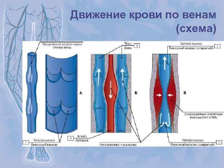 Схема движения крови в организме