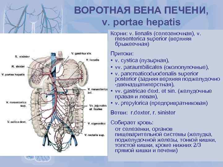 ВОРОТНАЯ ВЕНА ПЕЧЕНИ, v. portae hepatis Корни: v. lienalis (селезеночная), v. mesenterica superior (верхняя