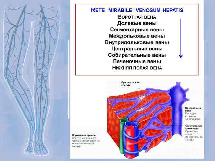 Нижняя полая вена презентация