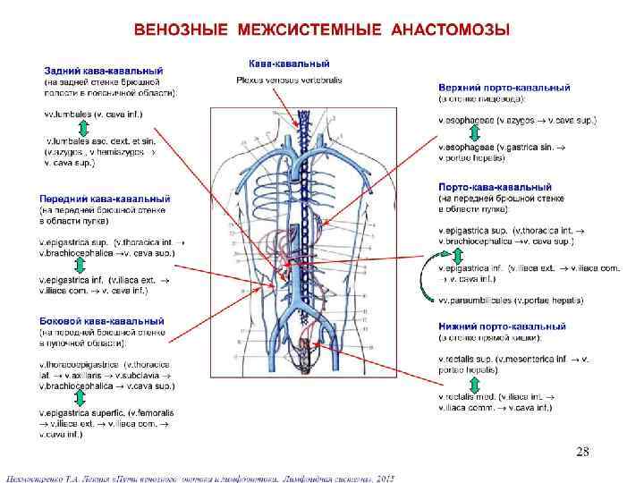 Нижняя полая вена где расположена фото