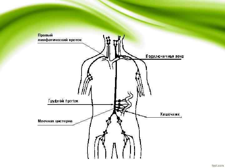 Правый лимфатический проток Млечная цистерна 