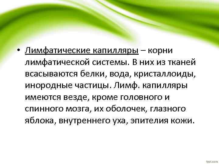  • Лимфатические капилляры – корни лимфатической системы. В них из тканей всасываются белки,