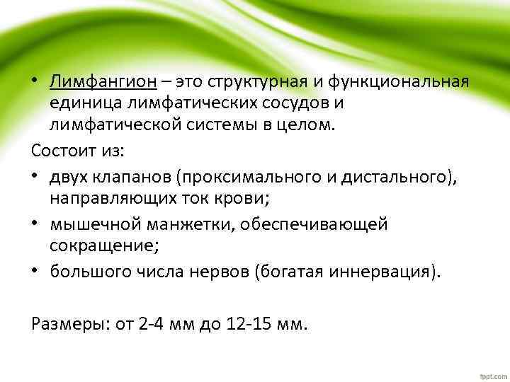  • Лимфангион – это структурная и функциональная единица лимфатических сосудов и лимфатической системы