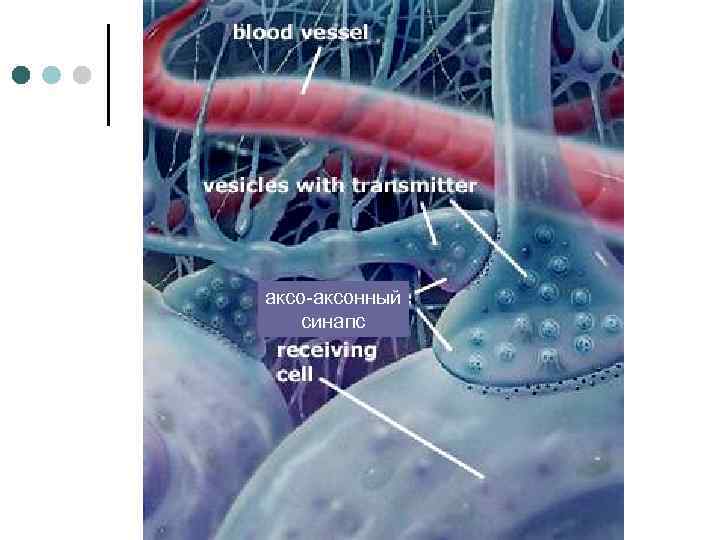 аксо-аксонный синапс 