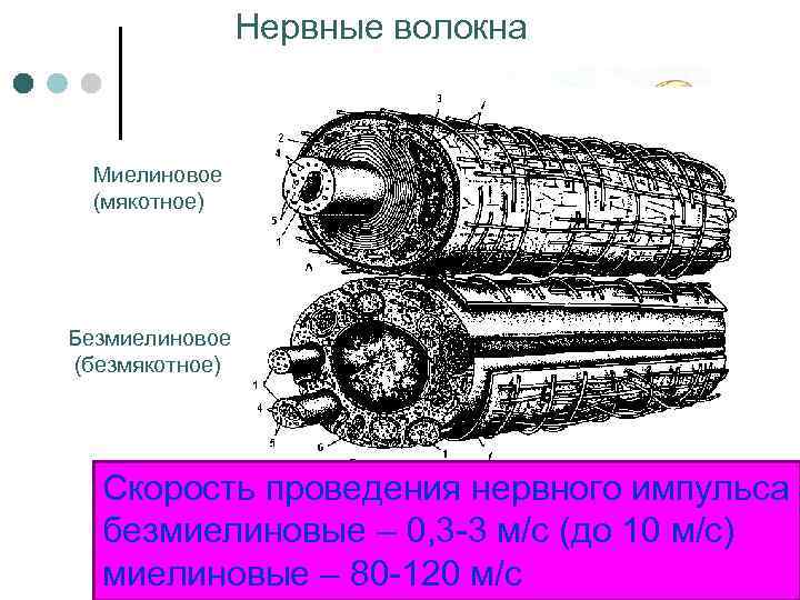 Нервные волокна Миелиновое (мякотное) Безмиелиновое (безмякотное) Скорость проведения нервного импульса безмиелиновые – 0, 3