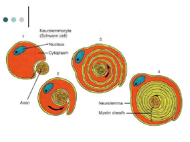 Образование миелиновой оболочки 
