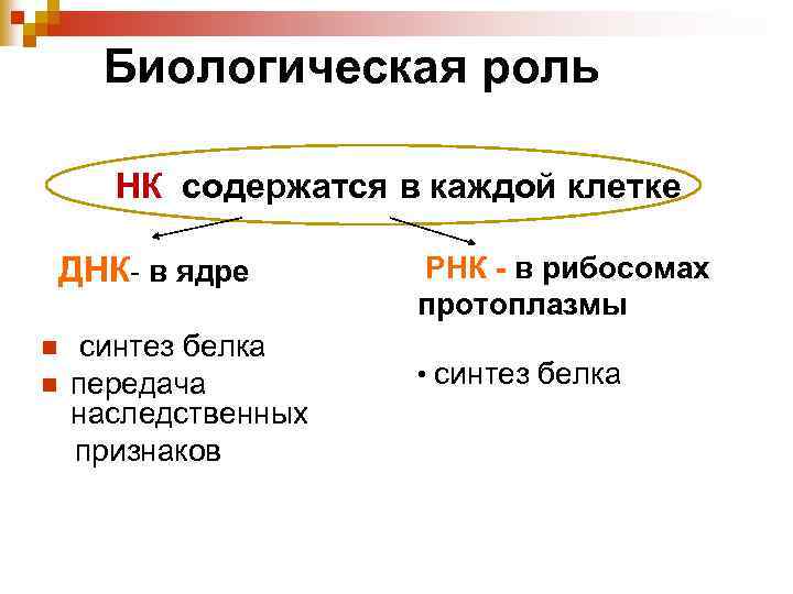 Биологическая роль НК содержатся в каждой клетке ДНК- в ядре n n синтез белка