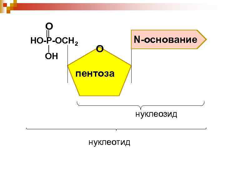 О НО-Р-ОСН 2 ОН О N-основание пентоза нуклеозид нуклеотид 