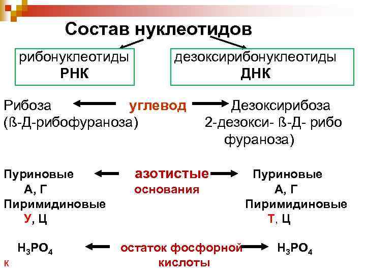 Состав нуклеотидов рибонуклеотиды РНК дезоксирибонуклеотиды ДНК Рибоза углевод (ß-Д-рибофураноза) Пуриновые А, Г Пиримидиновые У,