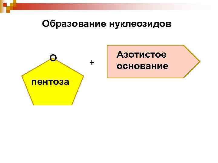 Образование нуклеозидов О пентоза + Азотистое основание 