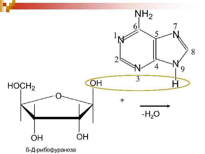 + -Н 2 О ß-Д-рибофураноза 