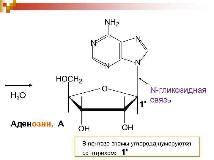 -Н 2 О 1' N-гликозидная связь Аденозин, А В пентозе атомы углерода нумеруются со