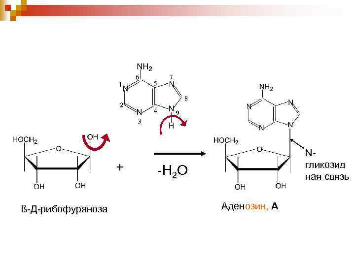 + ß-Д-рибофураноза Nгликозид ная связь -Н 2 О Аденозин, А 