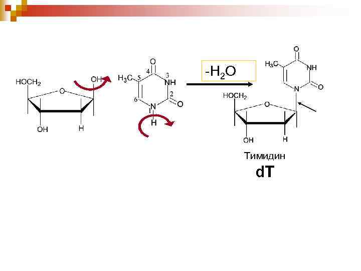 -Н 2 О Тимидин d. T 