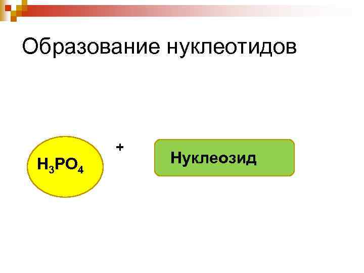 Образование нуклеотидов Н 3 РО 4 + Нуклеозид 