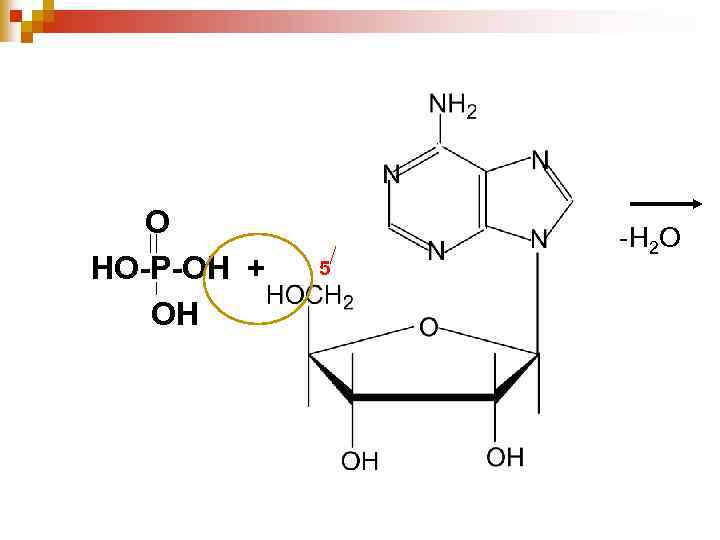 О НО-Р-ОН + ОН 5 -Н 2 О 