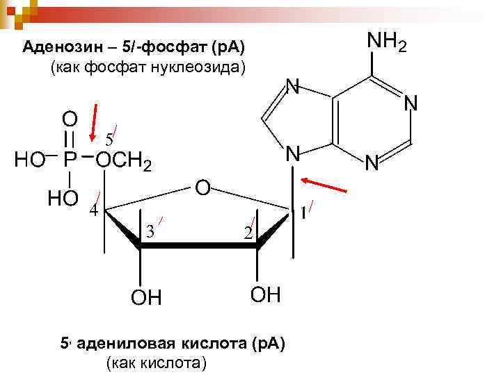 Аденозин – 5/-фосфат (р. А) (как фосфат нуклеозида) 5, адениловая кислота (р. А) (как