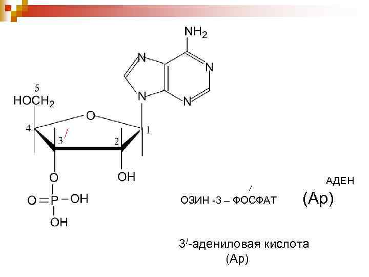 АДЕН ОЗИН -3 – ФОСФАТ (Ар) 3/-адениловая кислота (Ар) 