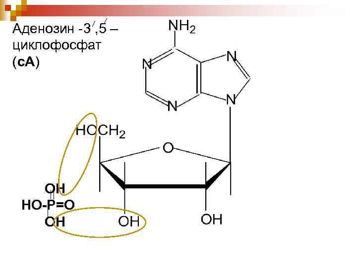 Аденозин -3 , 5 – циклофосфат (с. А) ОН НО-Р=О ОН 