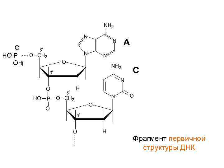 О НО-Р ОН A C Фрагмент первичной структуры ДНК 