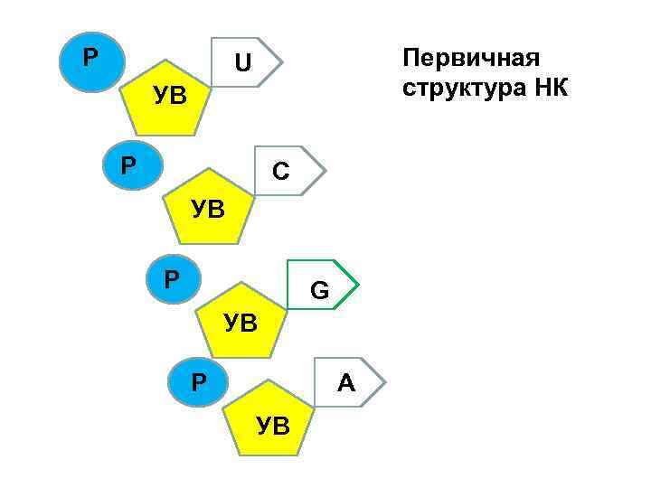 Р Первичная структура НК U УВ Р C УВ Р G УВ Р A