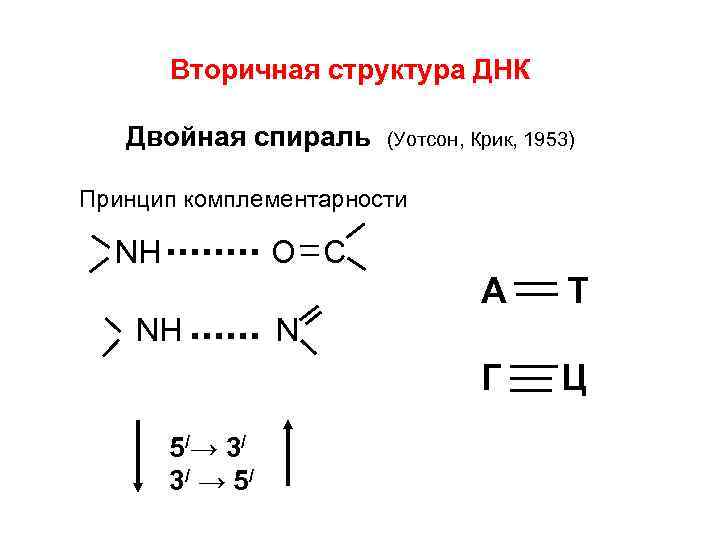 Вторичная структура ДНК Двойная спираль (Уотсон, Крик, 1953) Принцип комплементарности NH O C А