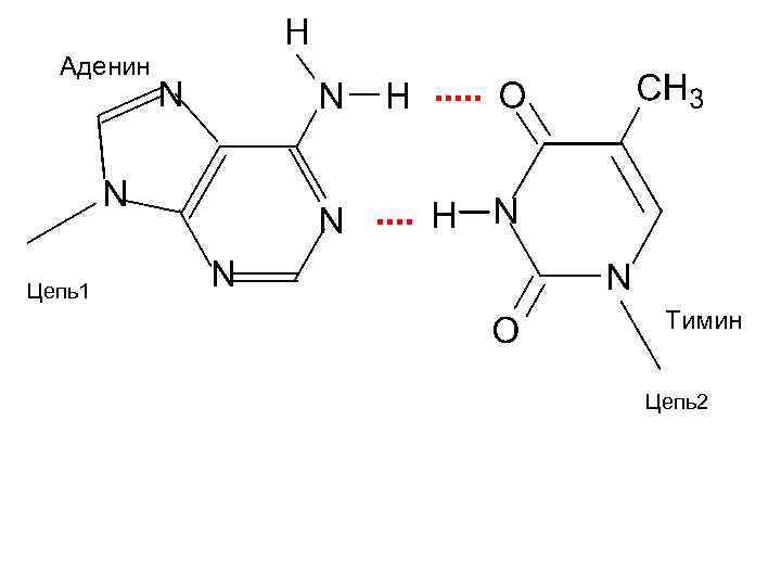 Аденин Цепь1 Тимин Цепь2 