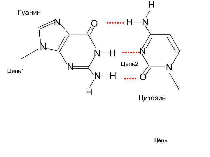 Гуанин Цепь2 Цепь1 Цитозин Цепь 