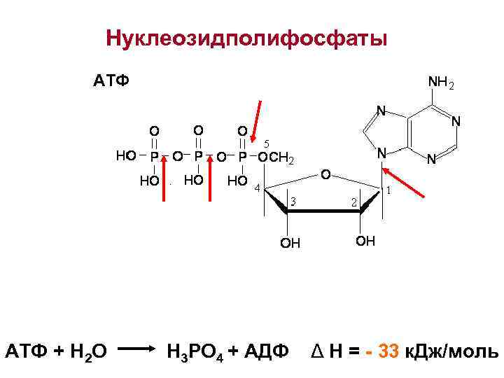 Атф и адф. Нуклеозидполифосфаты. АТФ. Аденозин 5 дифосфат. Аденозин 5 фосфат. Нуклеозидполифосфаты строение.