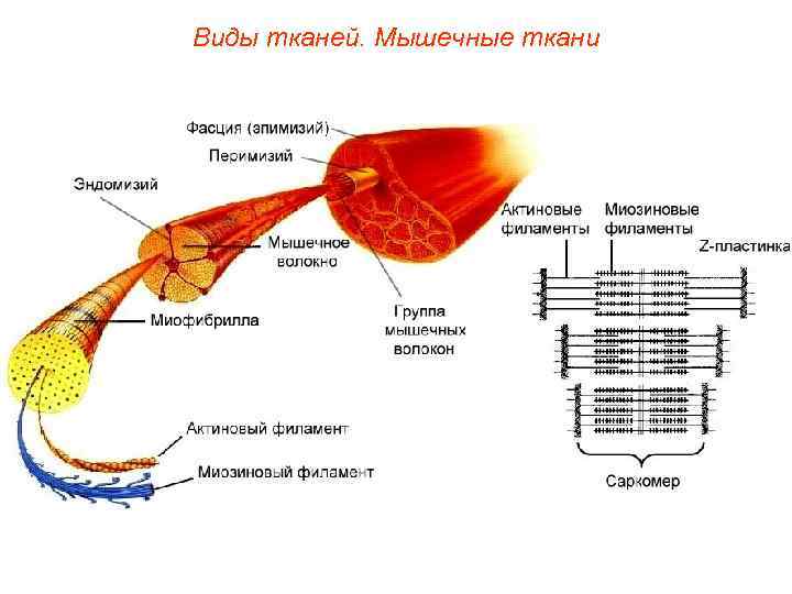 Виды тканей. Мышечные ткани 