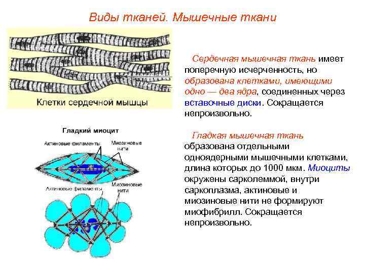 Виды тканей. Мышечные ткани Сердечная мышечная ткань имеет поперечную исчерченность, но образована клетками, имеющими