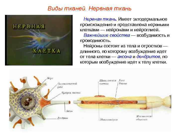 Виды тканей. Нервная ткань. Имеет эктодермальное происхождение и представлена нервными клетками — нейронами и