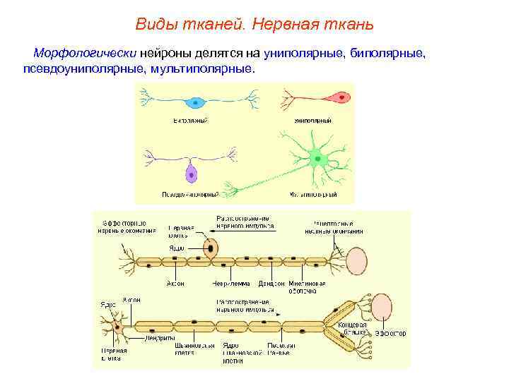 Виды тканей. Нервная ткань Морфологически нейроны делятся на униполярные, биполярные, псевдоуниполярные, мультиполярные. 