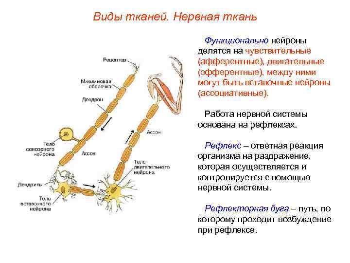 Виды тканей. Нервная ткань Функционально нейроны делятся на чувствительные (афферентные), двигательные (эфферентные), между ними