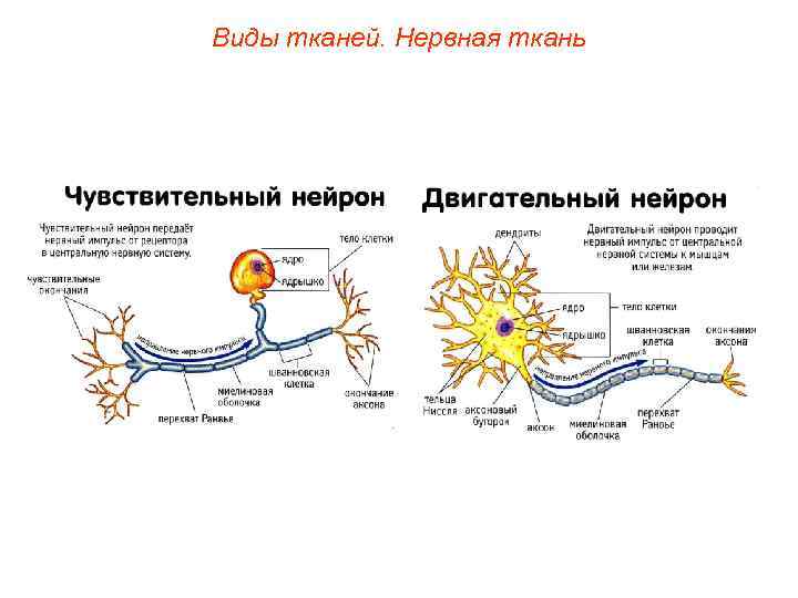 Виды тканей. Нервная ткань 