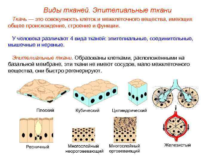 Виды тканей. Эпителиальные ткани Ткань — это совокупность клеток и межклеточного вещества, имеющих общее