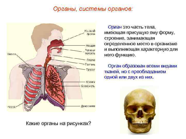 Органы, системы органов: Орган это часть тела, имеющая присущую ему форму, строение, занимающая определенное