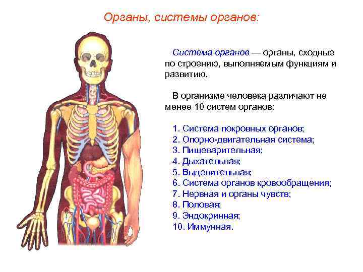 Органы, системы органов: Система органов — органы, сходные по строению, выполняемым функциям и развитию.