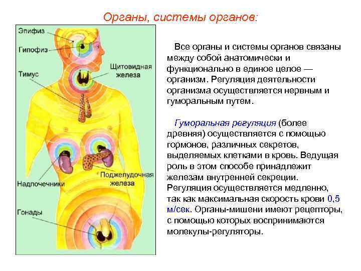 Органы, системы органов: Все органы и системы органов связаны между собой анатомически и функционально