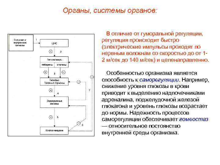 Органы, системы органов: В отличие от гуморальной регуляции, регуляция происходит быстро (электрические импульсы проходят