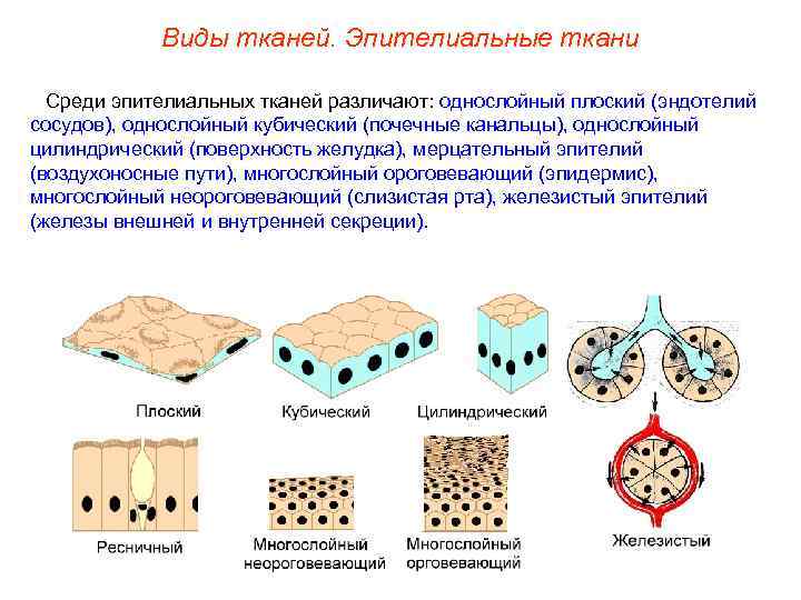 Виды тканей. Эпителиальные ткани Среди эпителиальных тканей различают: однослойный плоский (эндотелий сосудов), однослойный кубический