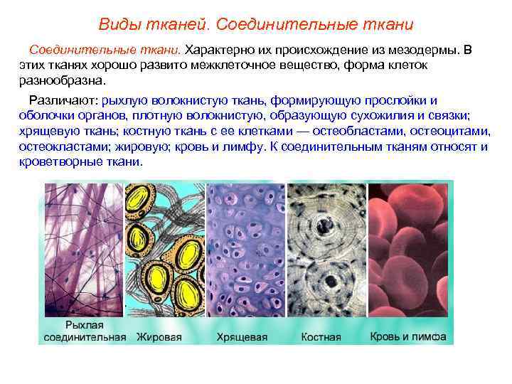 Виды тканей. Соединительные ткани. Характерно их происхождение из мезодермы. В этих тканях хорошо развито