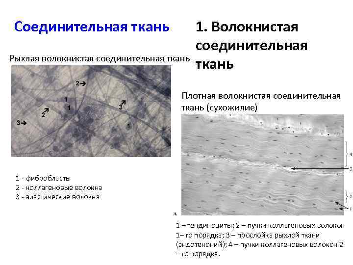 Рыхлая волокнистая соединительная ткань