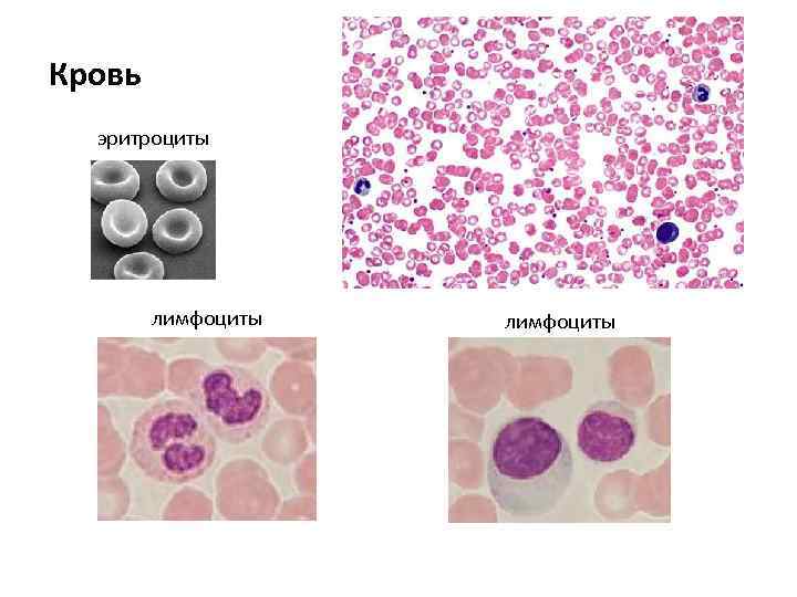 Кровь эритроциты лимфоциты 