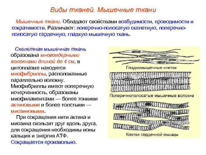 Виды тканей. Мышечные ткани. Обладают свойствами возбудимости, проводимости и сократимости. Различают: поперечно-полосатую скелетную, поперечнополосатую