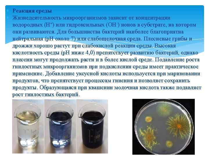  Реакция среды Жизнедеятельность микроорганизмов зависит от концентрации водородных (Н+) или гидроксильных (ОН-) ионов
