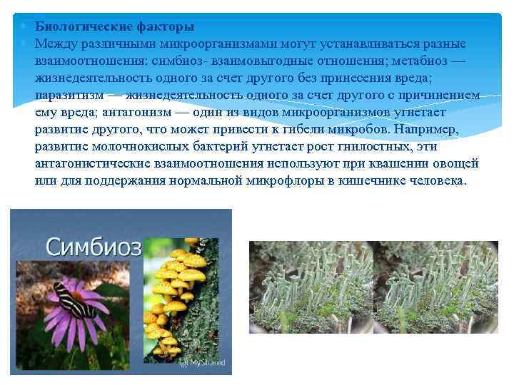  Биологические факторы Между различными микроорганизмами могут устанавливаться разные взаимоотношения: симбиоз- взаимовыгодные отношения; метабиоз
