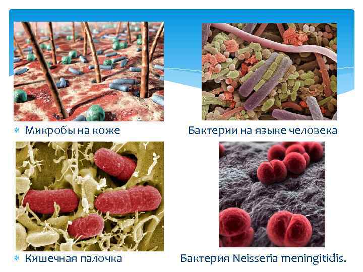 Микробы на коже Бактерии на языке человека Кишечная палочка Бактерия Neisseria meningitidis. 