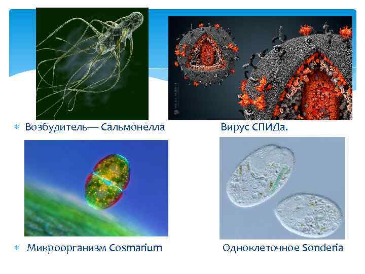 Возбудитель— Сальмонелла Вирус СПИДа. Микроорганизм Cosmarium Одноклеточное Sonderia 